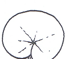 Orbicular